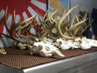 Deer bones 009.jpg