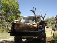 Bronco full of elk.JPG