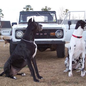 Bronco  and Danes