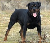 Rottweiler.jpg