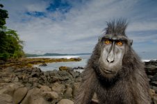 macaque1.jpg