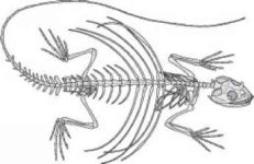 1394_70_57-complete-squirrel-skeleton-hip.jpg