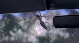 jumanji-mosquito.jpg