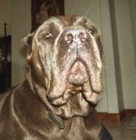 cane-corso-0054.jpg