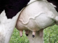 cow udder.jpg