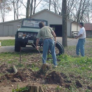 Pulling Cedar Stumps