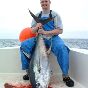 80lbs. Yellowfin Tuna